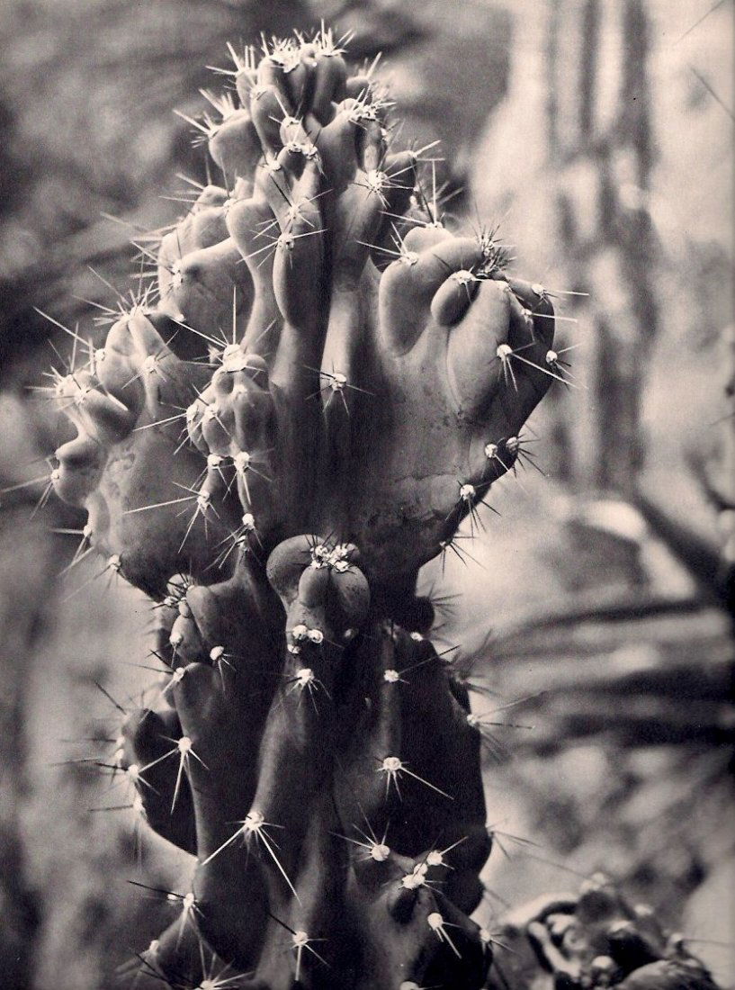 Brassai - Cactus: 1939 Sheet-fed Gravure printed by Neogravure Company, France - Image size approx. 9"x 11" • Buyer Pays Shipping • Ships From Florida • Items will ship to the Continental US at a flat rate of $15