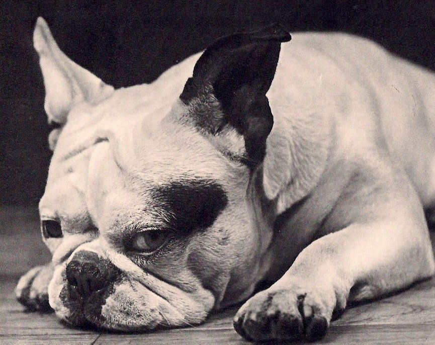 Ylla - Chien (1 of 1)