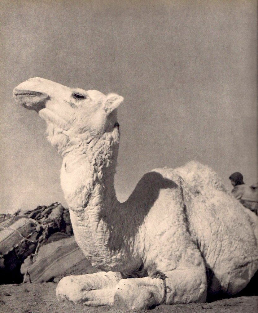 Zuber, Rene - Chameau (1 of 1)