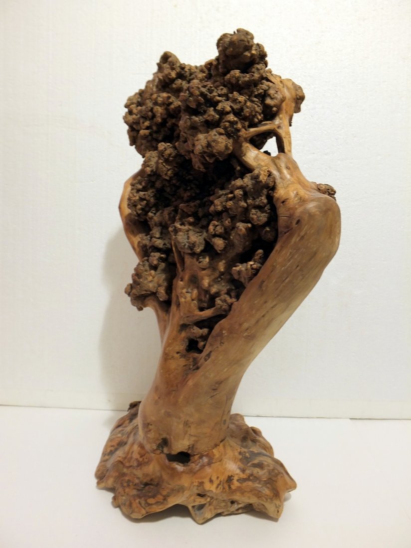 Natural Tree Root Sculpture with burls (1 of 9)