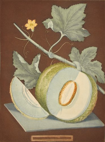 Green Melon on Brown Background by George Brookshaw: Pomona Britannica. London, T. Bensley, for the Author, 1804-1812. Original color-printed aquatint with stipple engraving, finished by hand. Sheet size: 15 7/8 x 12 in. No Reserve This item ships from