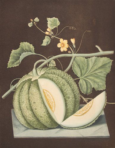 Green Melon on Black Background by George Brookshaw: Pomona Britannica. London, T. Bensley, for the Author, 1804-1812. Original color-printed aquatint with stipple engraving, finished by hand. Sheet size: 15 7/8 x 12 in. No Reserve This item ships from