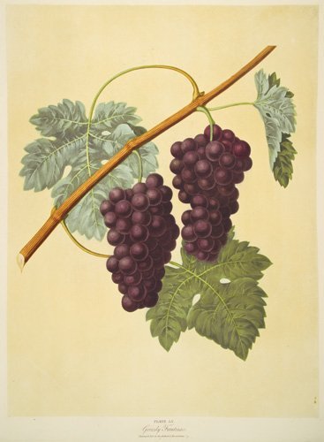 Red Grapes by George Brookshaw: Pomona Britannica. London, T. Bensley, for the Author, 1804-1812. Original color-printed aquatint with stipple engraving, finished by hand. Sheet size: 22 7/8 x 18 1/8 in. No Reserve This item ships f