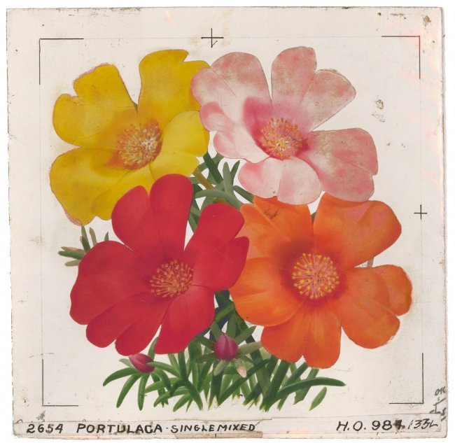 Portulaca Watercolor (1 of 3)