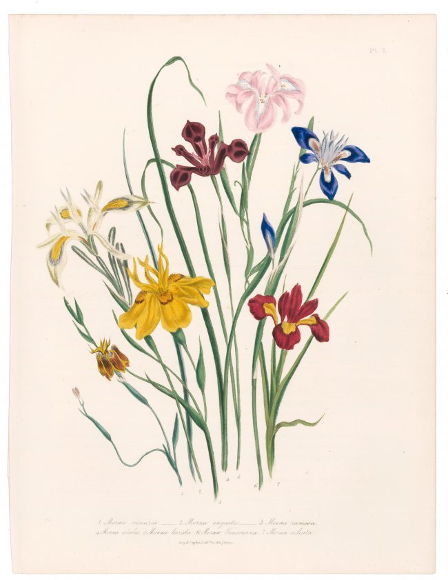 Hand-Colored Iris Lithograph (1 of 1)