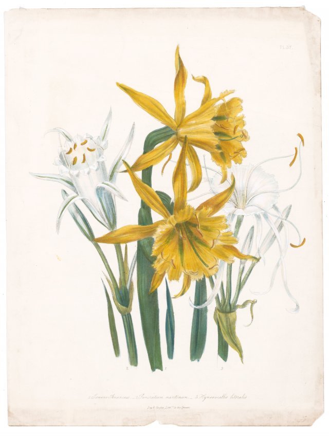 Hand-Colored Amancae Lithograph (1 of 1)