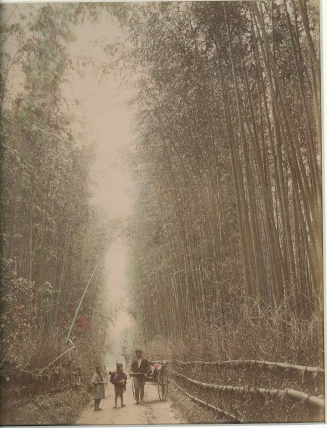 Bamboo Grove. Kioto, Japan. c1880 (1 of 1)