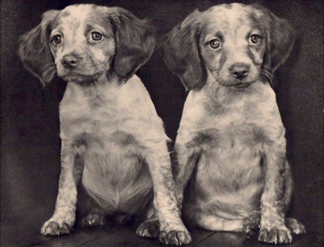 Ylla - Chiens (1 of 1)