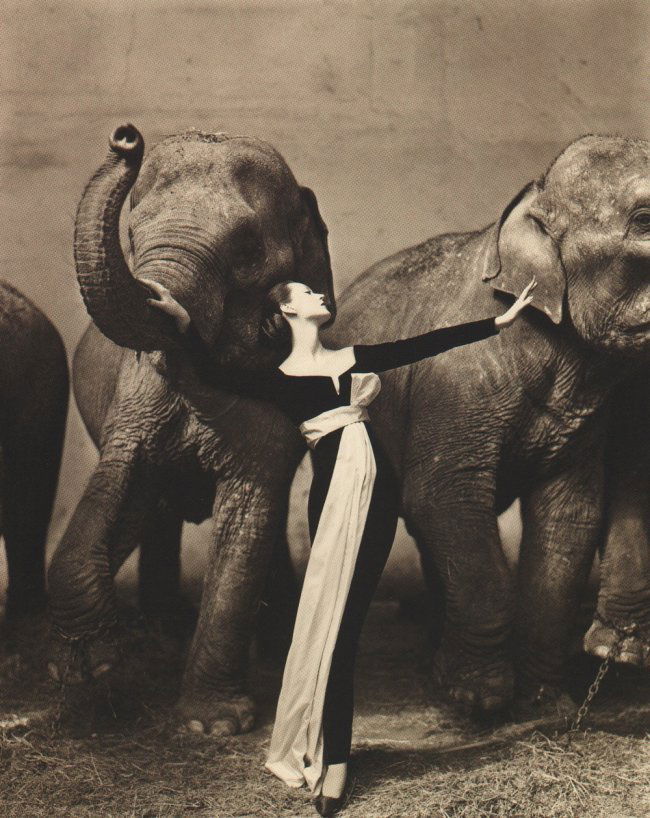 Avedon, Richard - Dovima w/Elephants 1955 (1 of 1)