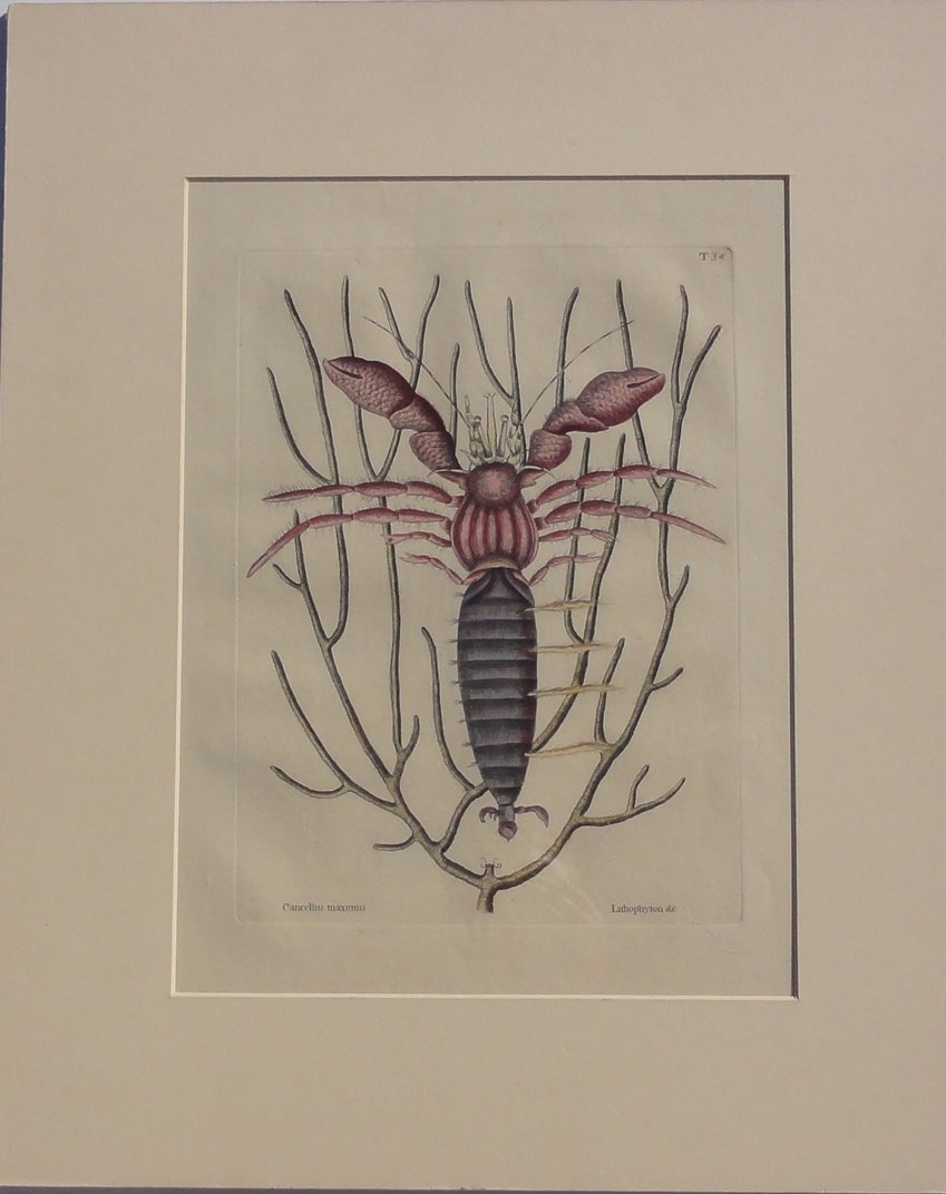 The Sea Hermit Crab by Catesby, 1815: An original etching by Mark Catesby on Whatman paper, 1815. Dimensions: 22 1/2? x 18 1/2" Shipping Domestic: Shipping rates are determined by destination. International: Foreign shipping rates are det