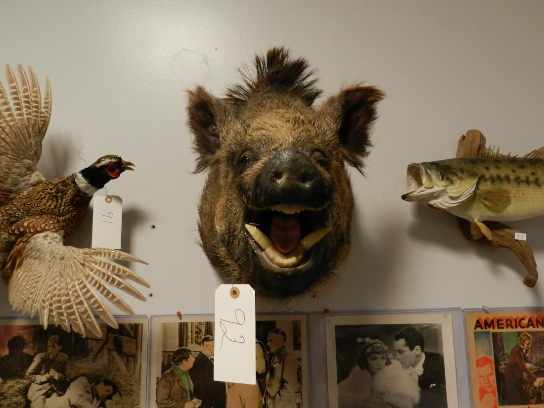 Stuffed Boar Head Mount Trophy (1 of 1)