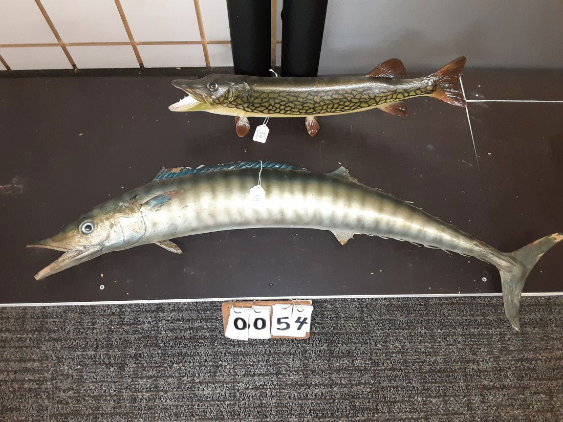 Three Taxidermy Items (1 of 3)