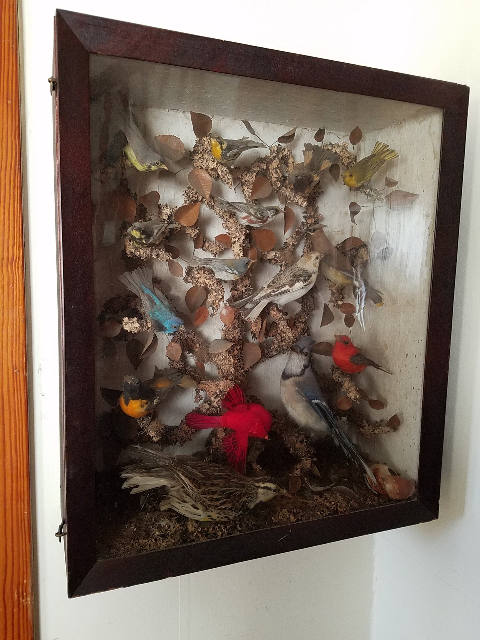 19c American Diorama of 15 Birds: 19th century American diorama of 15 birds. Birds are in excellent condition. Exceptional taxidermy workmanship. 22"w x 9.5"d x 26"h. See photos. This item was recently found in an estate in Sherrill,