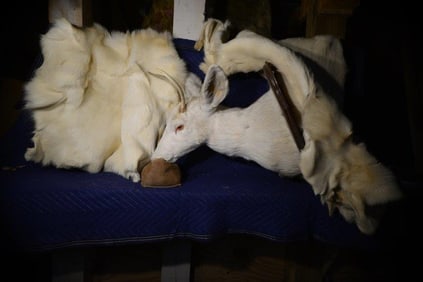 Albino Spike Mount and Two Deer Skins