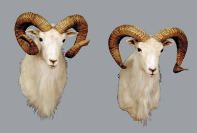 1152: Pair taxidermy specimen Dall sheep