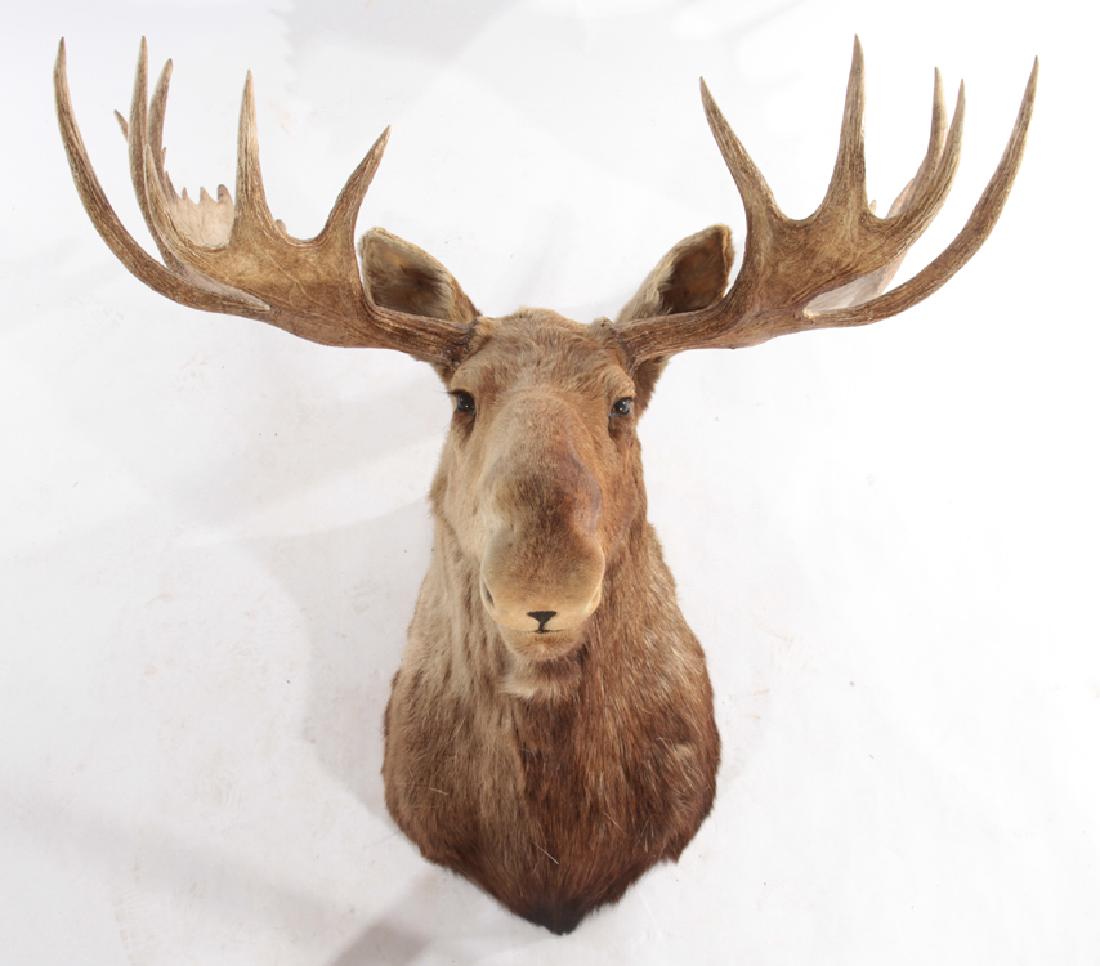 MONUMENTAL TAXIDERMY MOOSE HEAD WITH FULL RACK (1 of 5)