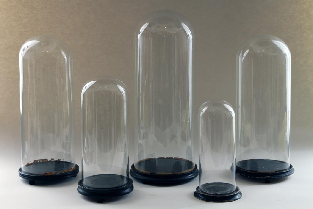 COLLECTION 5 GLASS DISPLAY DOMES EBONIZED BASES (1 of 5)