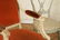 PAIR FRENCH SIDE CHAIRS & TWO ARM CHAIRS - 6