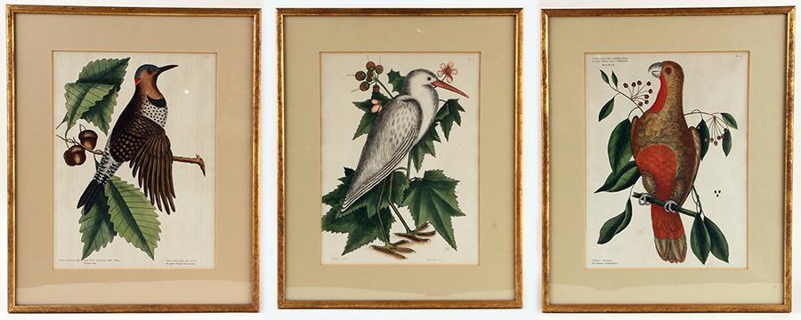 MARK CATESBY COLLECTION 3 HAND COLORED ENGRAVINGS: Mark Catesby (American, 1683-1749) A collection of three late eighteenth century hand colored engravings on paper. To include: The Parrot of Paradise, T.10 Chestnut Oak, T.18 Ardea Alba, T.77 Sight si