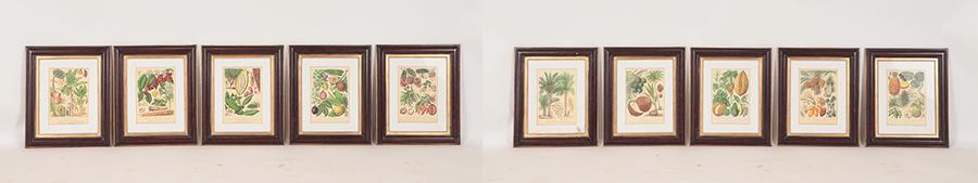 TEN FRAMED TROPICAL FRUIT PRINTS (1 of 8)