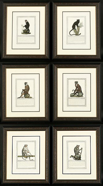 SET 6 ANTIQUE ITALIAN ENGRAVINGS PRINTS MONKEYS: Set of six hand colored engravings of monkeys by Jacobs, Milan, 1812. Ht: 23.5" Width: 19.5"(frame size)