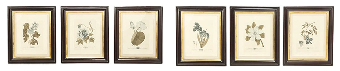 A SET OF SIX FRAMED BOTANICAL PRINTS. (1 of 8)