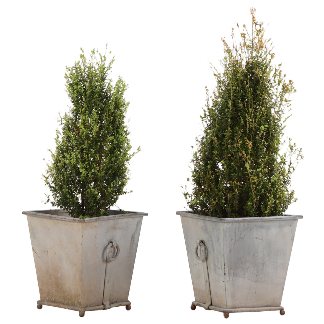 PAIR OF PAINTED IRON REGENCY STYLE OVERSIZED PANTERS WITH RING HANDLES. TREES INCLUDED.: Pair of painted iron Regency style oversized panters with ring handles. Trees included. Ht: 21" Wd: 20" Dpth: 20"