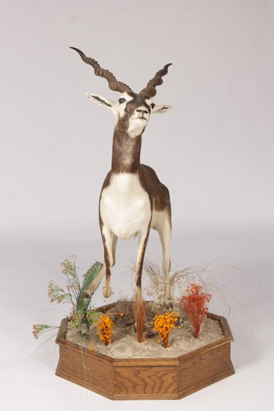 LIFESIZE FULL BODY MOUNT INDIAN BLACK BUCK: A lifesize full body mount of an Indian black buck running on a naturalistic base. Ht: 52" Width: 41" Depth: 28"
