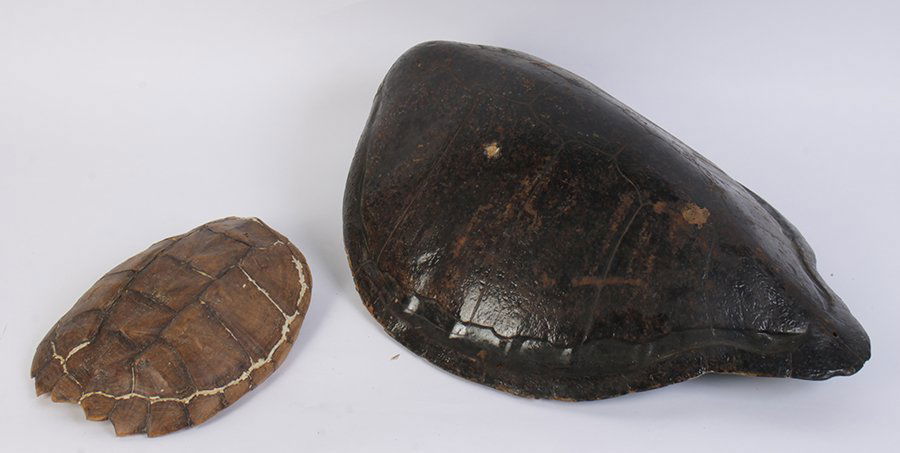 TORTOISE AND TURTLE SHELL: Lot of two vintage tortoise or turtle shells species unknown. one is 8.5" x 27.5" x 22" other is 3.75" x 12.25" x 10.25"