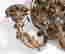 item-30865317=3