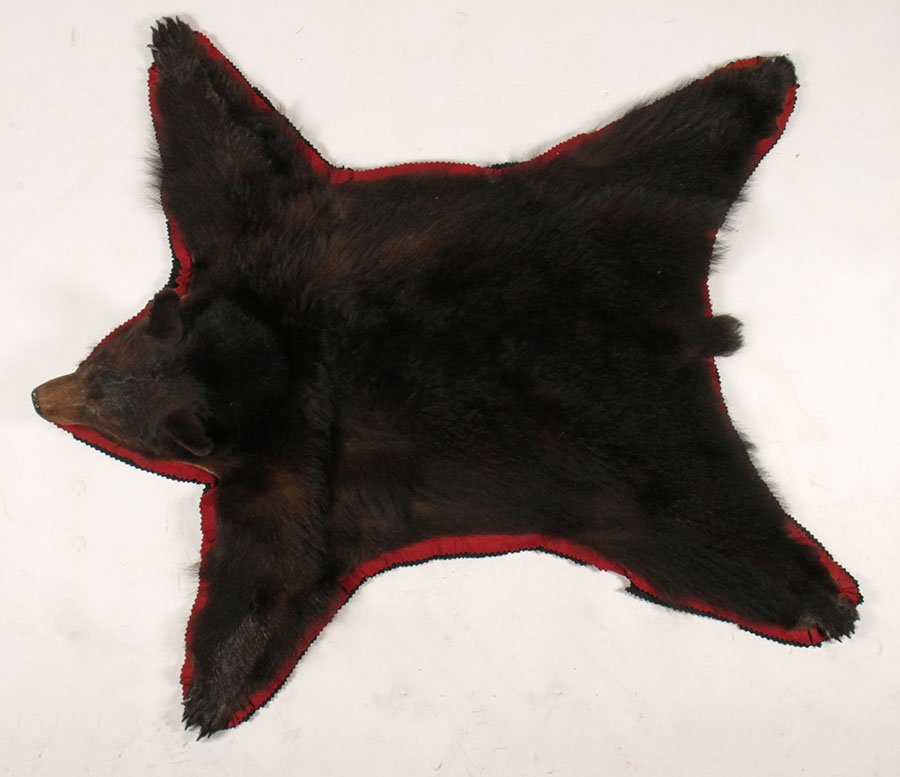 VINTAGE TAXIDERMY BLACK BEAR RUG: A vintage taxidermy black bear rug with fabric and felt backing. Ht: 71" Width: 54"
