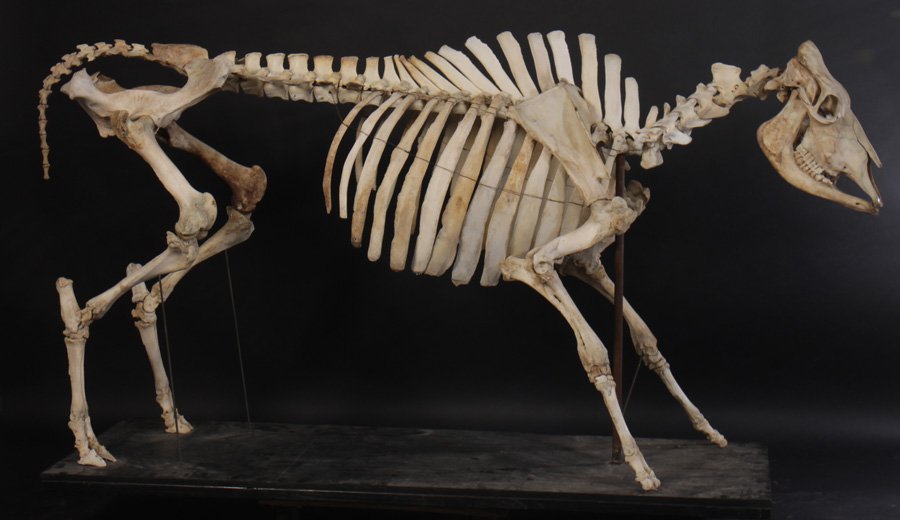 LIFE SIZE BOVINE COW SKELETON WOOD BASE: A fine life sized bovine/cow skeleton mounted with wire and iron supports, all standing on wood platform base. Ht: 54" Width: 31.5" Depth: 100"