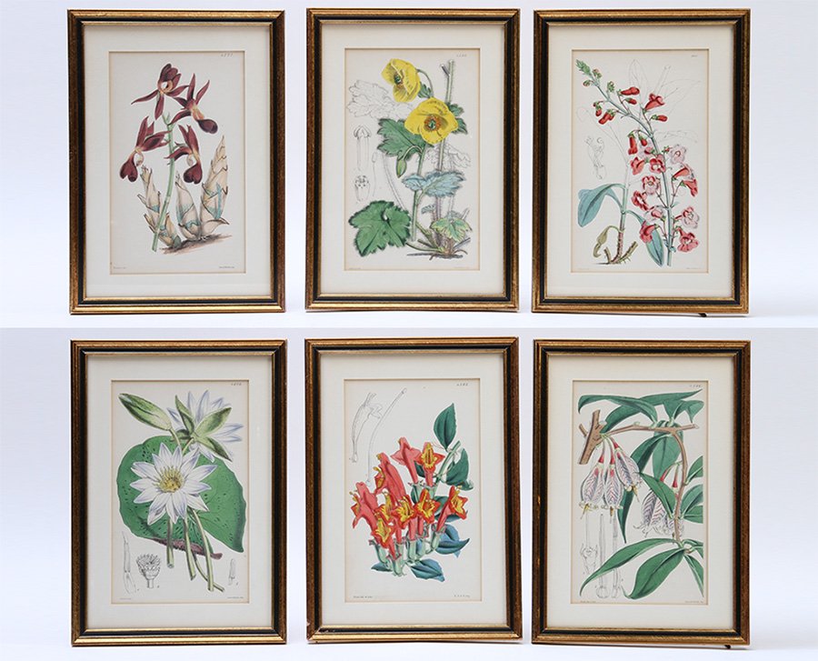 SET 6 19TH C. HAND COLORED LITHOGRAPHS BOTANICALS (1 of 6)