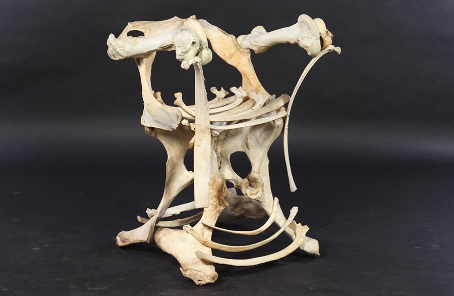 ALL BONE YOKE BACK CHAIR RIB FORM SEAT: An inspired all bone yoke back chair having rib form seat and pelvis form base. Seat height: 21" Ht: 35" Width: 24" Depth: 24"