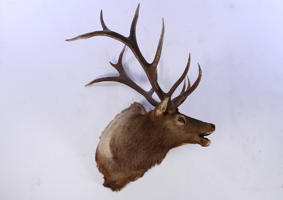VERY NICE TAXIDERMY MOUNTED ELK (1 of 4)