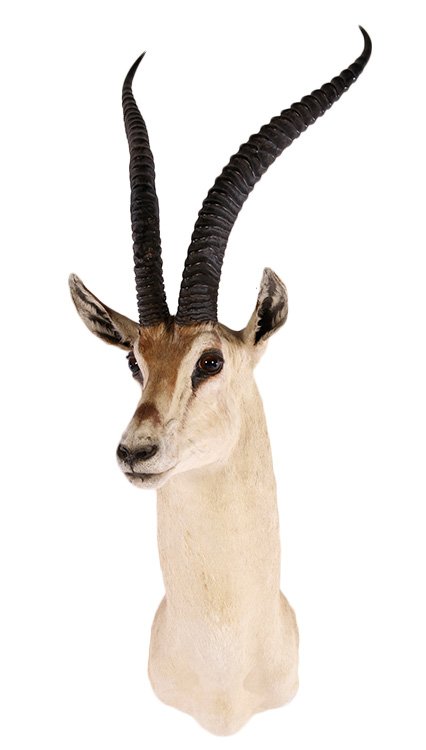 GOOD IMPALA TAXIDERMY MOUNT (1 of 5)