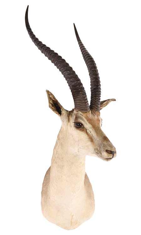 A GOOD GAZELLE TAXIDERMY MOUNT (1 of 5)