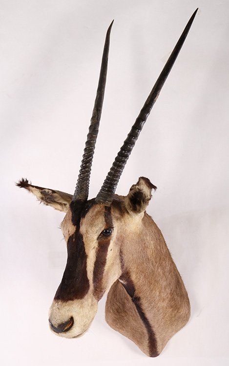 VERY GOOD GEMSBOK TAXIDERMY MOUNT (1 of 5)