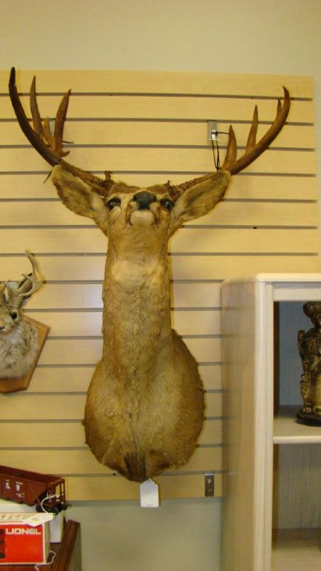 TAXIDERMY 4 POINT MOUNTED DEER HEAD (1 of 3)