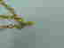 item-62755561=3