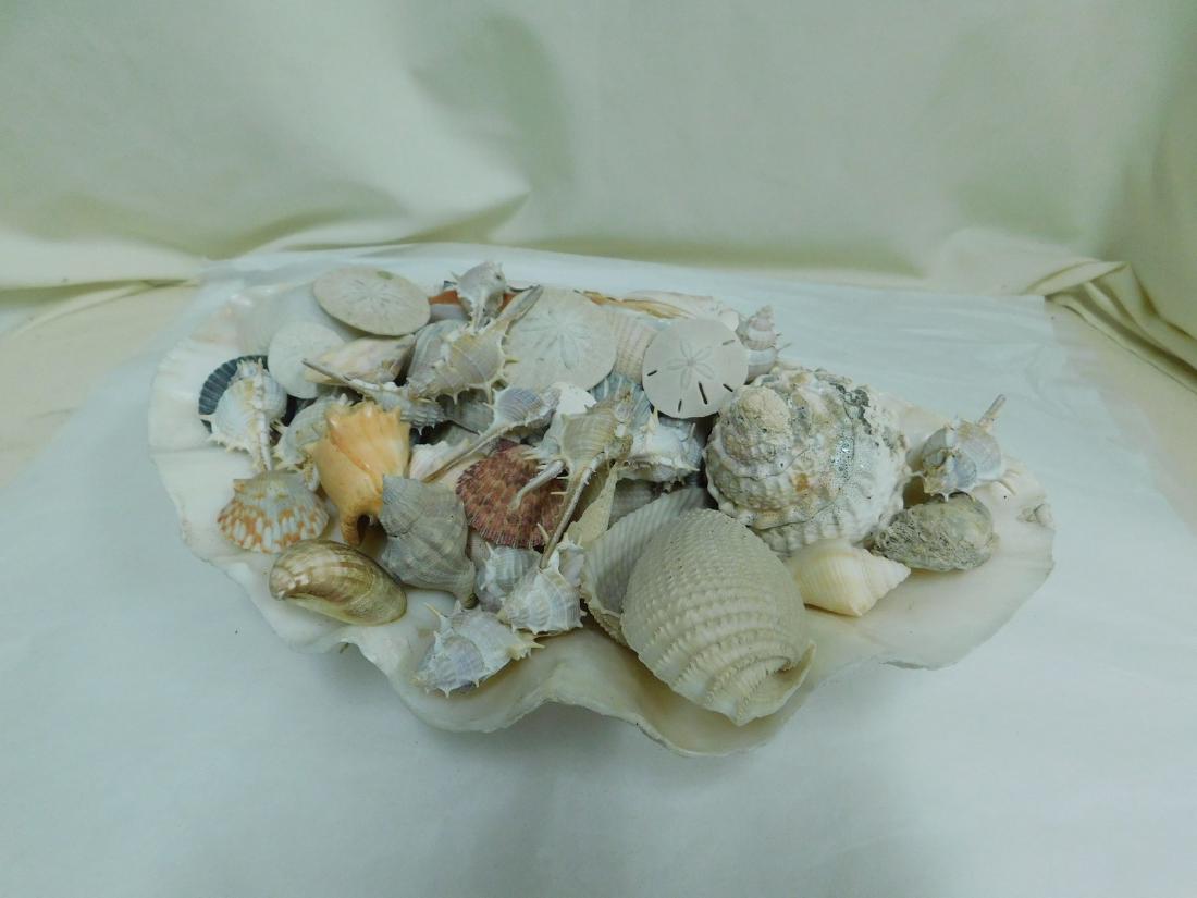 COLLECTION OF SEASHELLS (1 of 4)