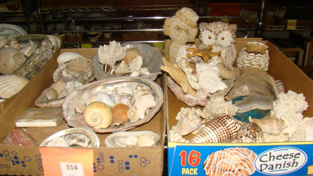 2 BOXES VARIOUS SEA SHELLS (1 of 5)