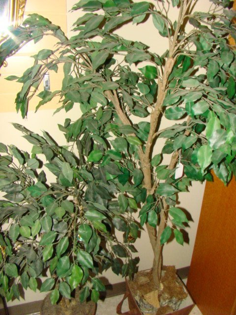 GROUP OF 5 SILK PLANTS (1 of 4)