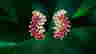 item-121019161=4