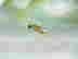 item-132475425=4