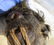 ANTIQUE SHRUNKEN HEAD - 14