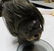 ANTIQUE SHRUNKEN HEAD - 3