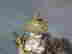 item-78888513=9