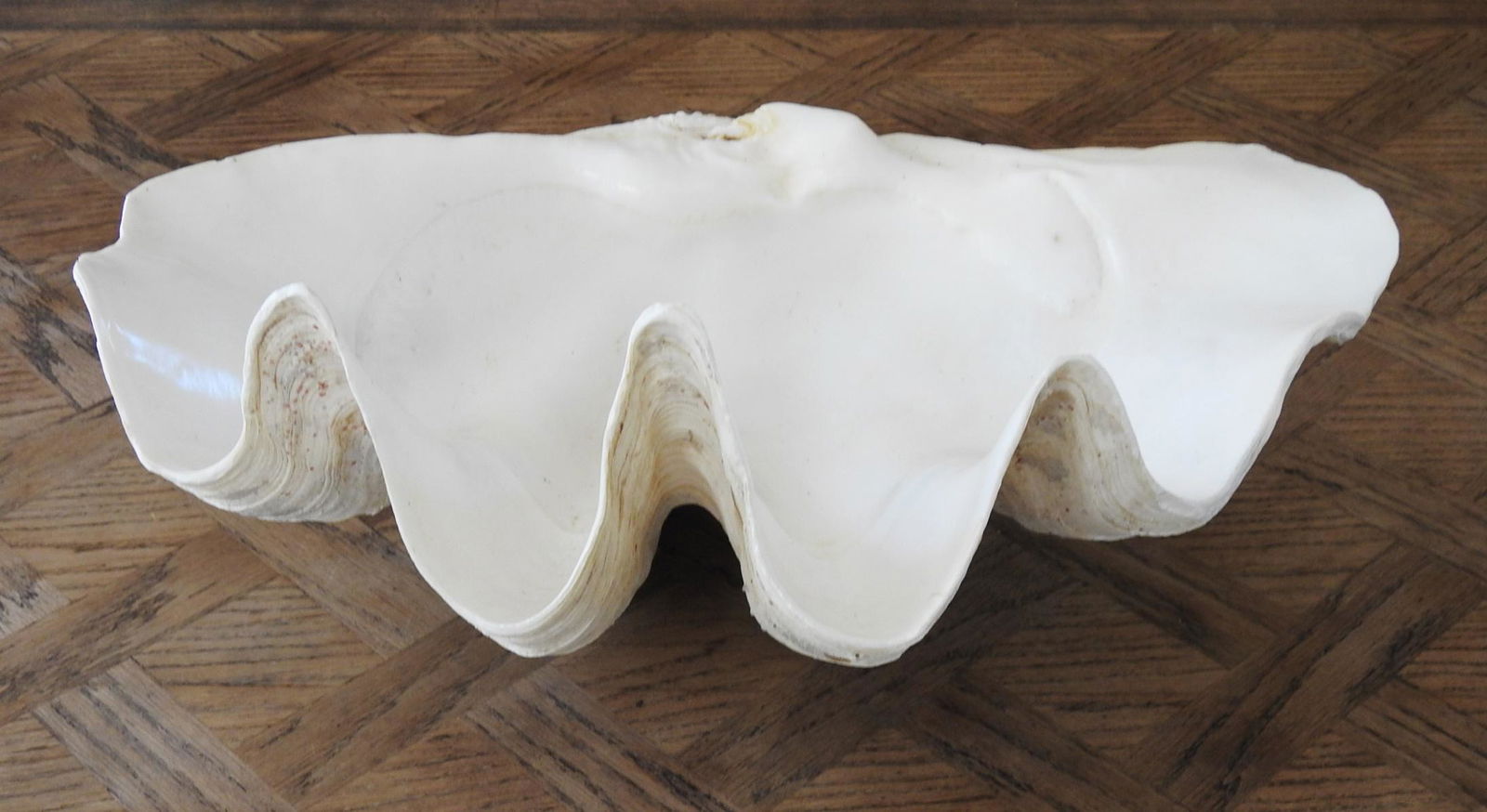 NATURAL LARGE HALF SHELL (1 of 3)