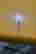 item-131037272=7